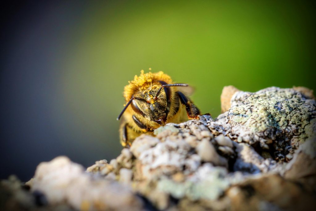 Detailed macro shot of a honey bee on a lichen-covered rock in Steyr, Austria.